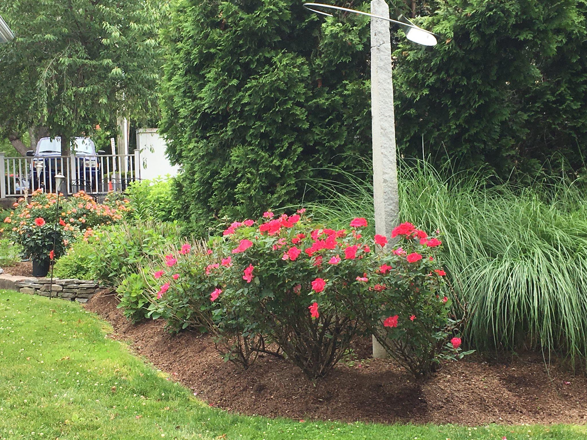 flowers in the flower bed